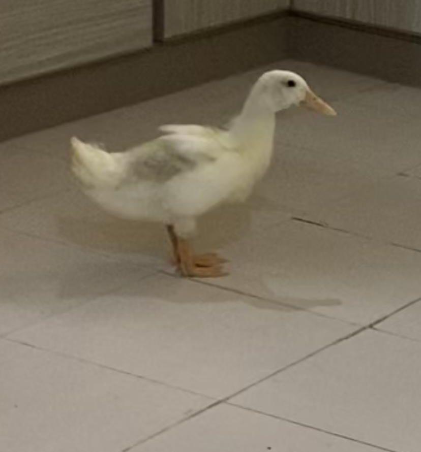 بطة