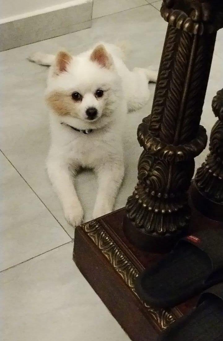 Pomeranian