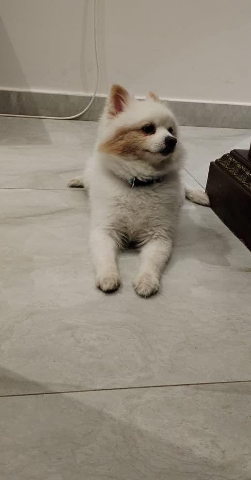 Pomeranian