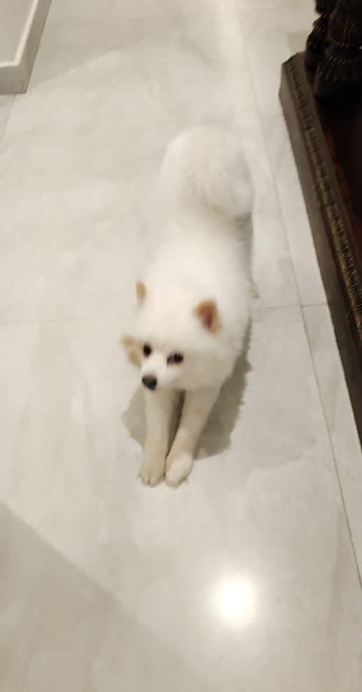Pomeranian