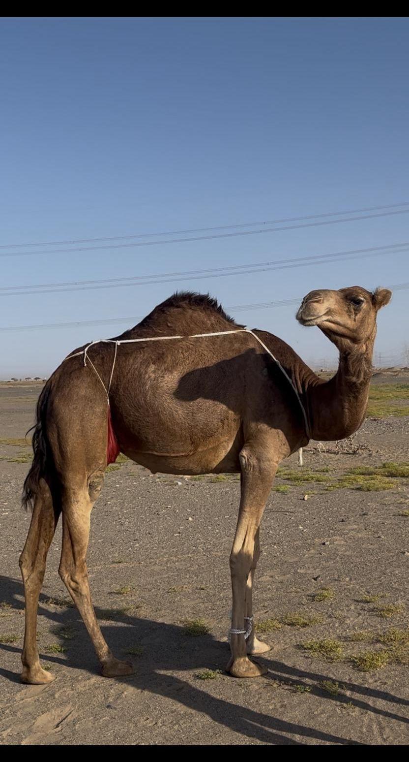 بكره خلفه تحتها