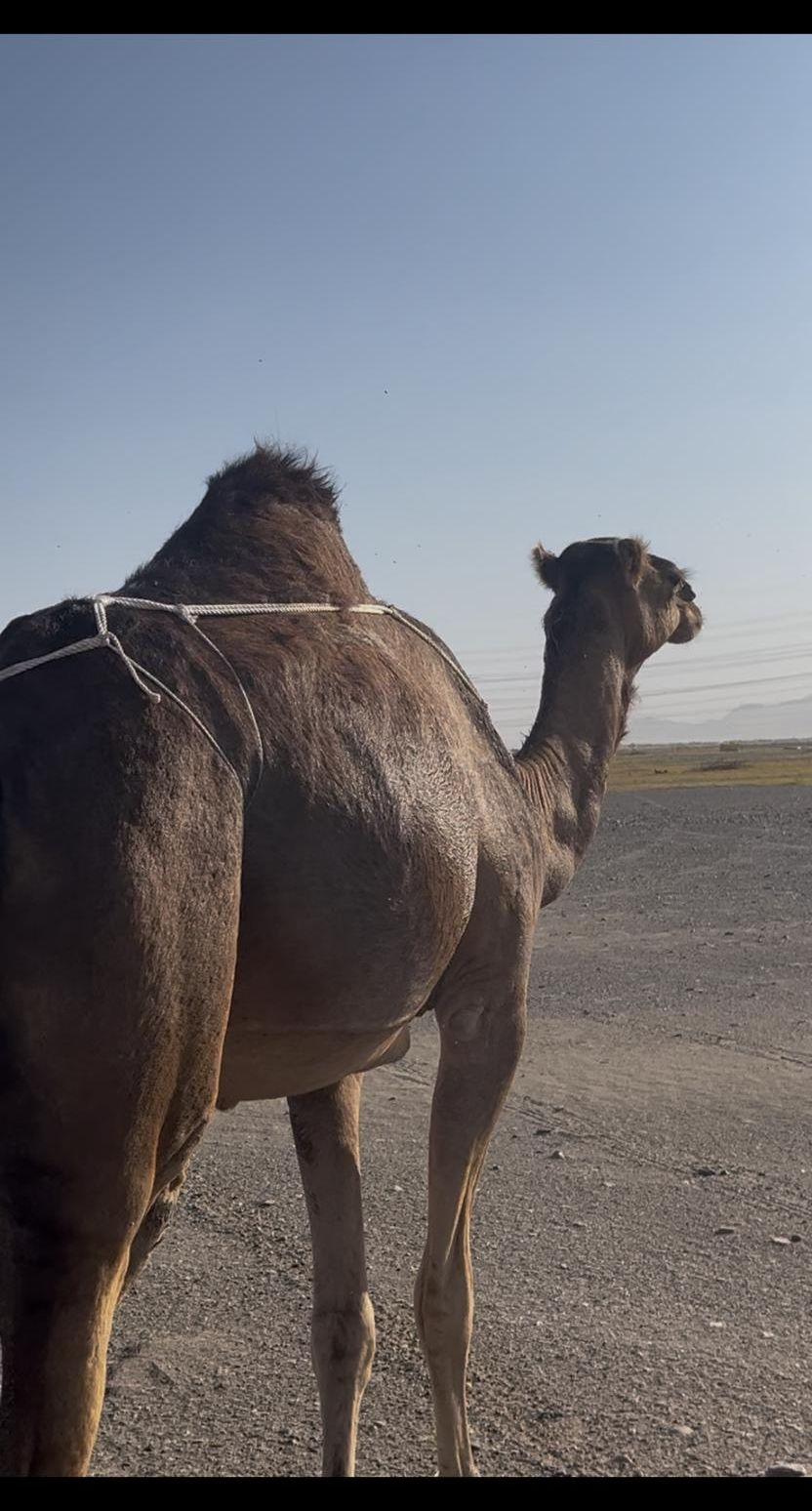 بكره خلفه تحتها
