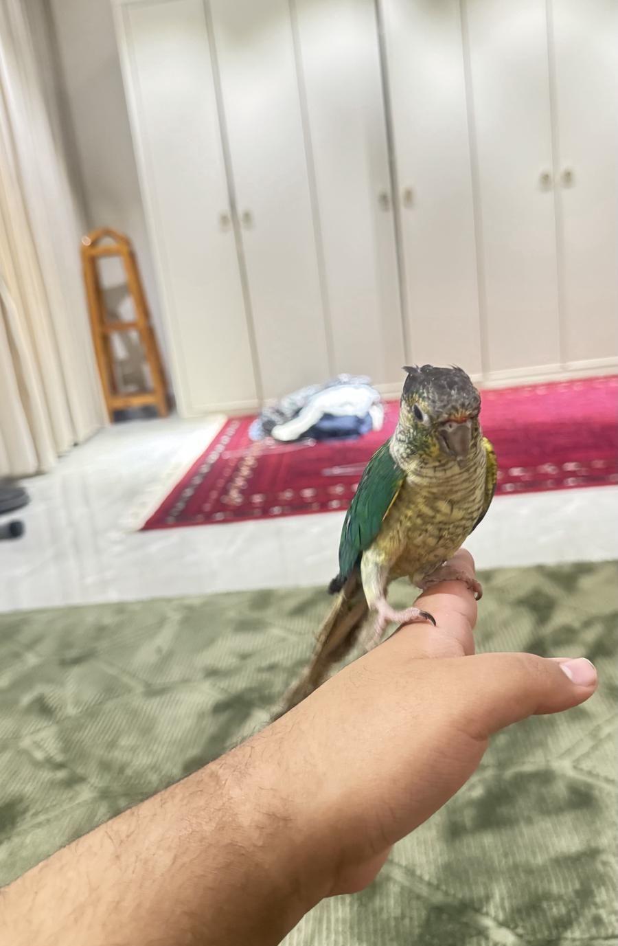طير كنيور