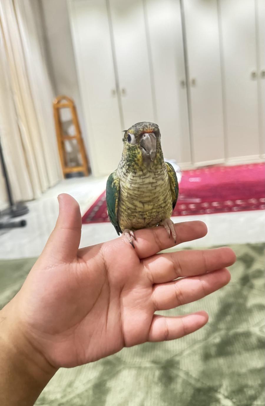 طير كنيور