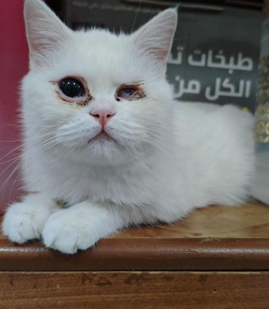 قطة شيرازي للتبني
