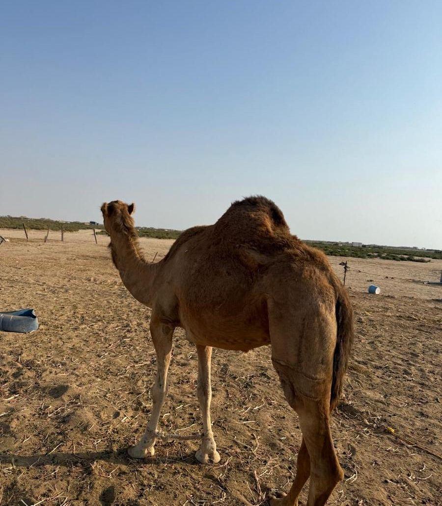 ناقة ساحلية على