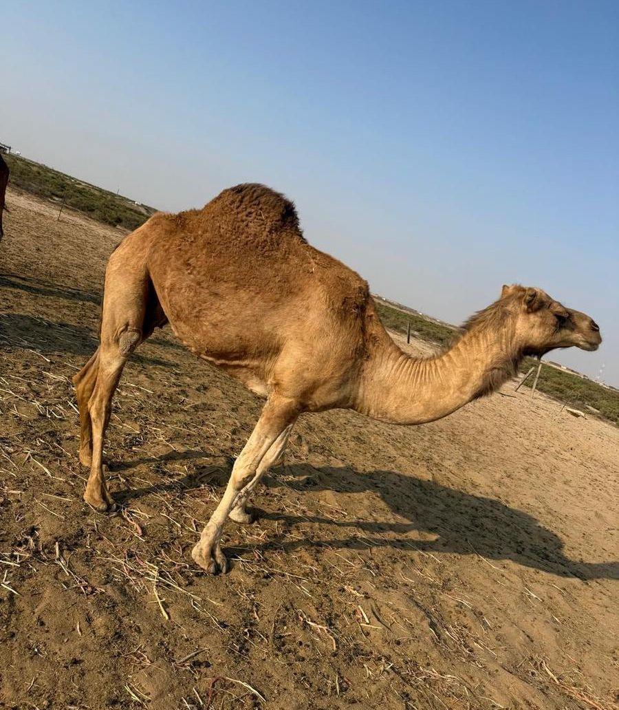 ناقة ساحلية على