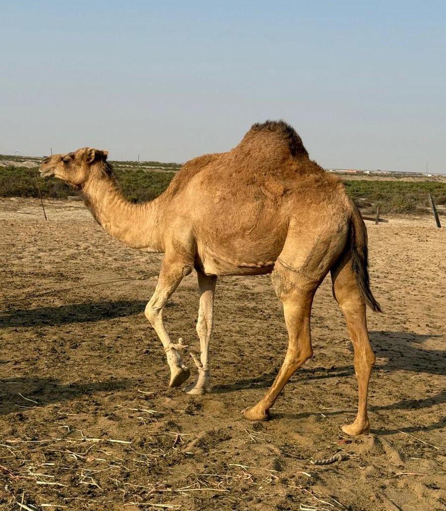 ناقة ساحلية على