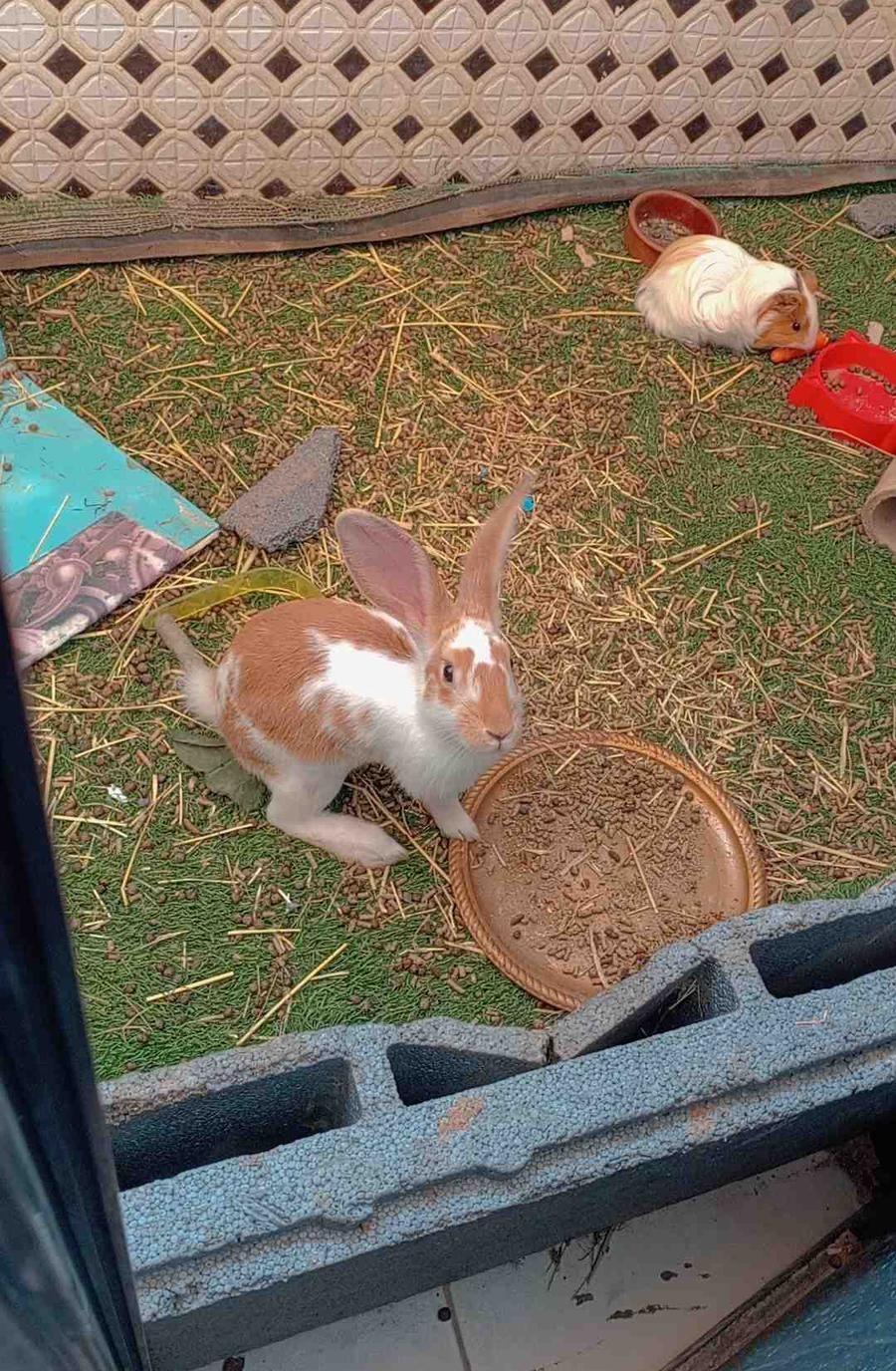 أرنب لطيف يدور
