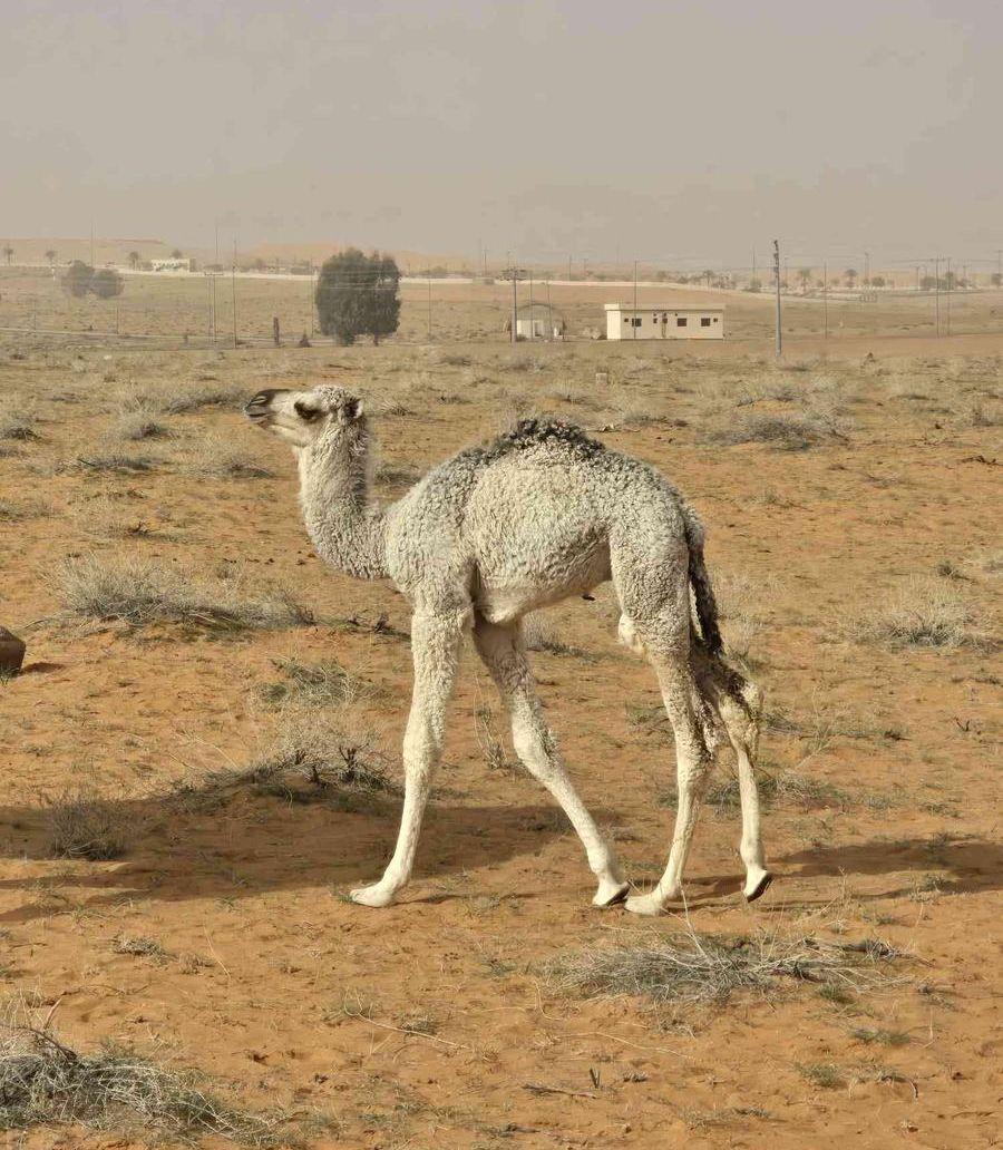 خلفه