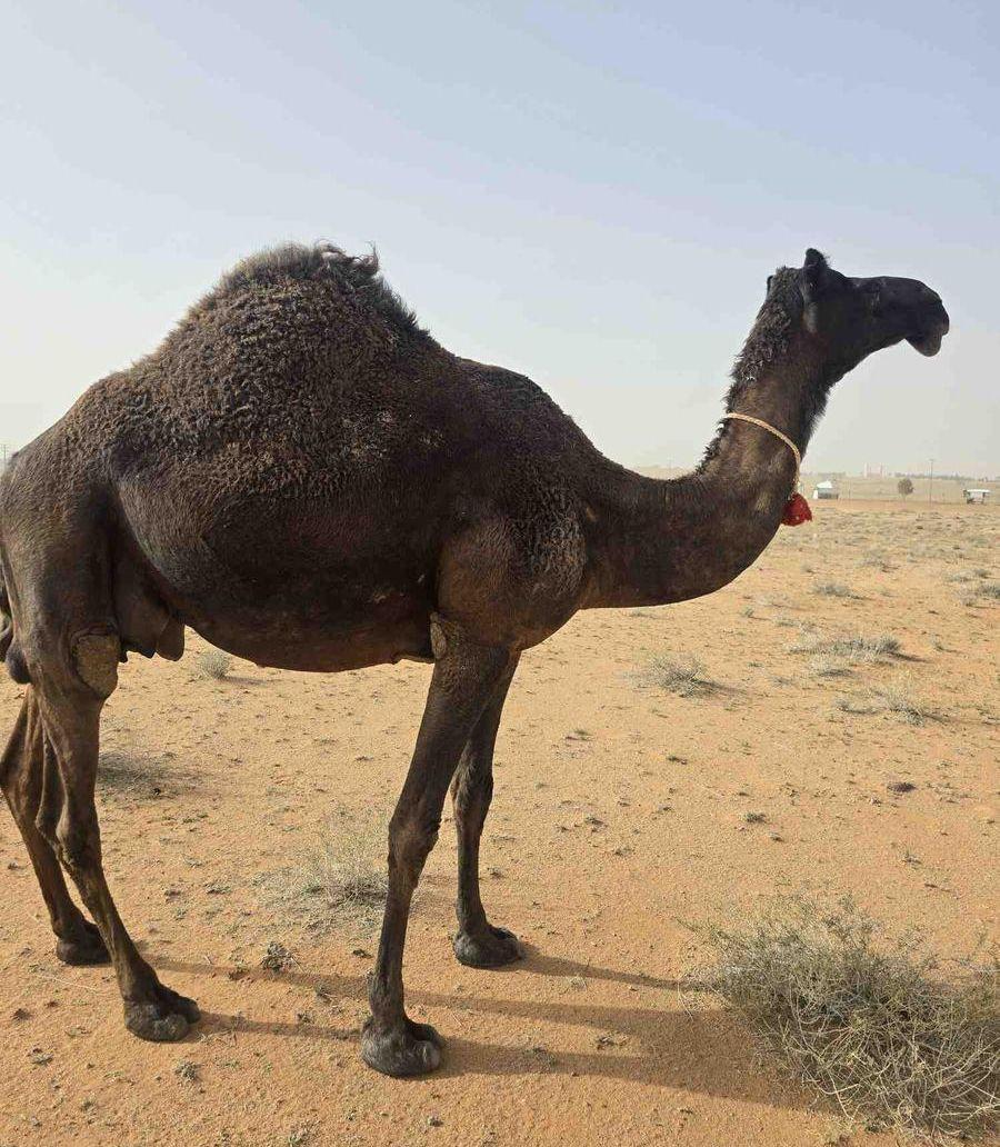 خلفه