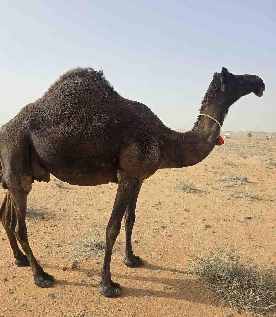 خلفه
