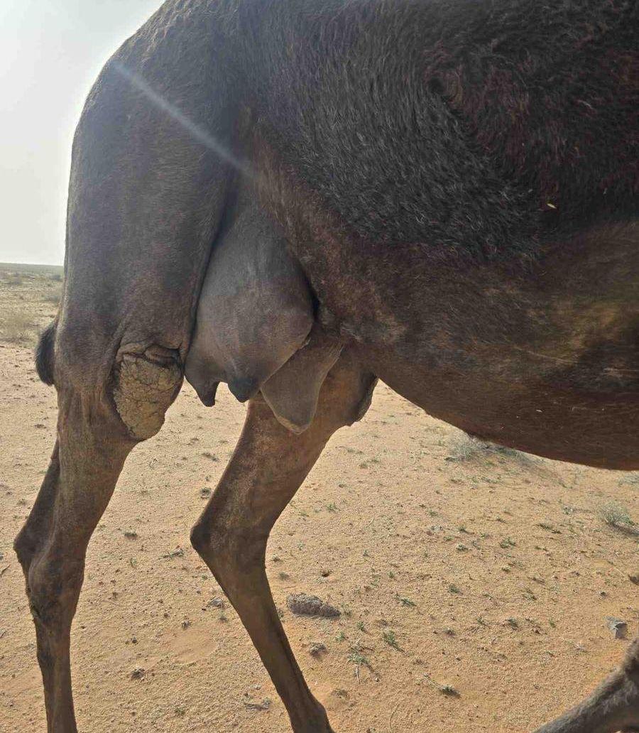 خلفه