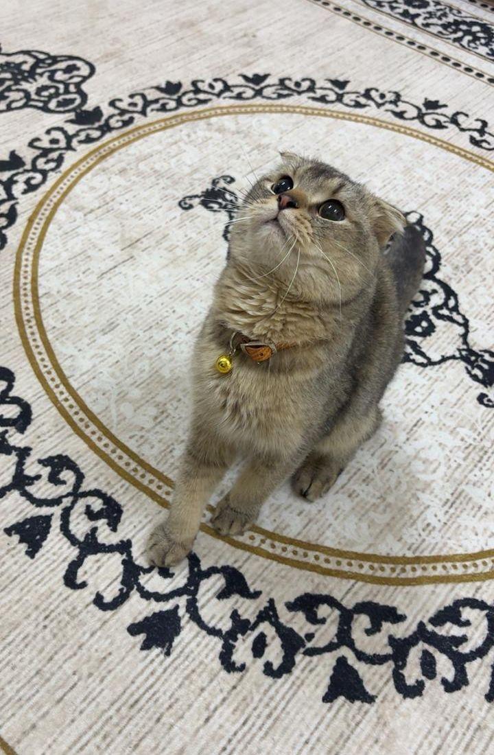 قط سكوتش فولد
