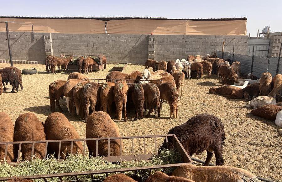 خرفان سواكني جذعان
