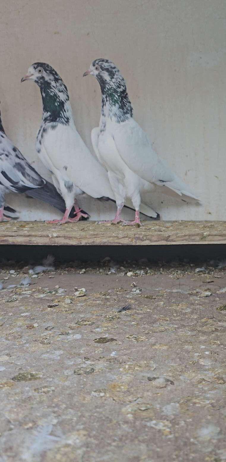 طبات تيدي
