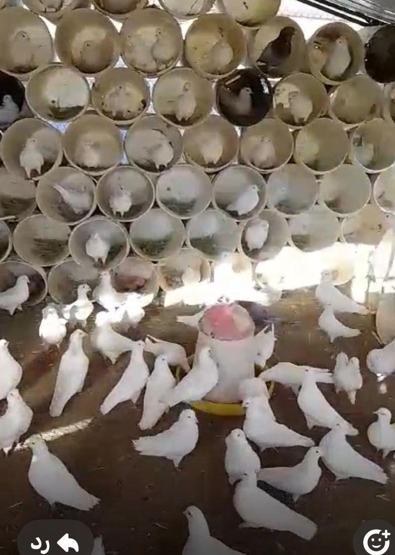 حمام فرنسي لاحم