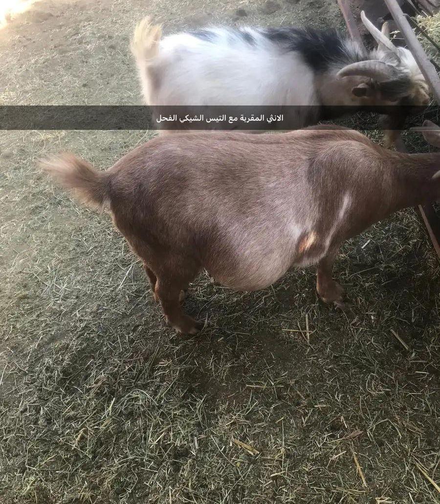 ماعز قزم