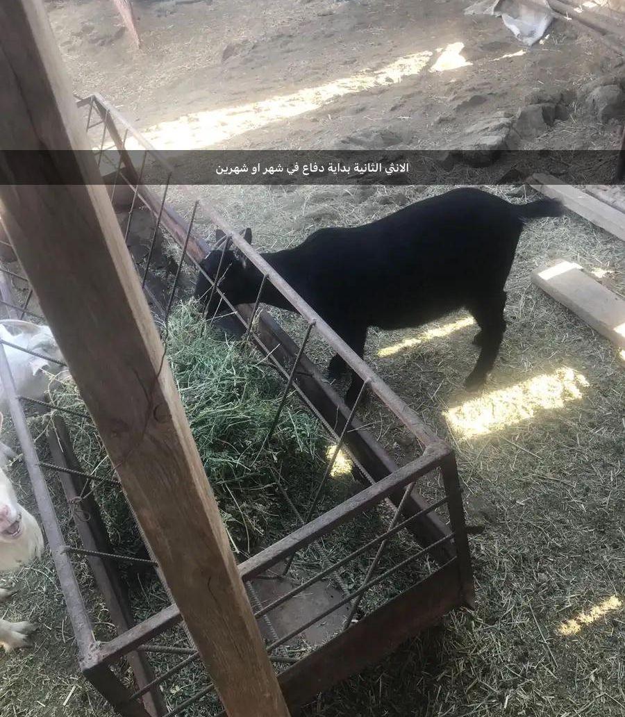 ماعز قزم