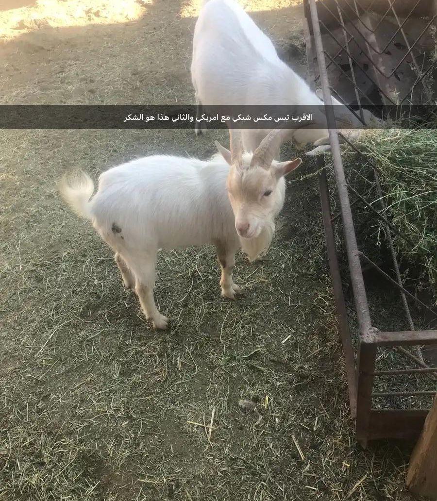 ماعز قزم