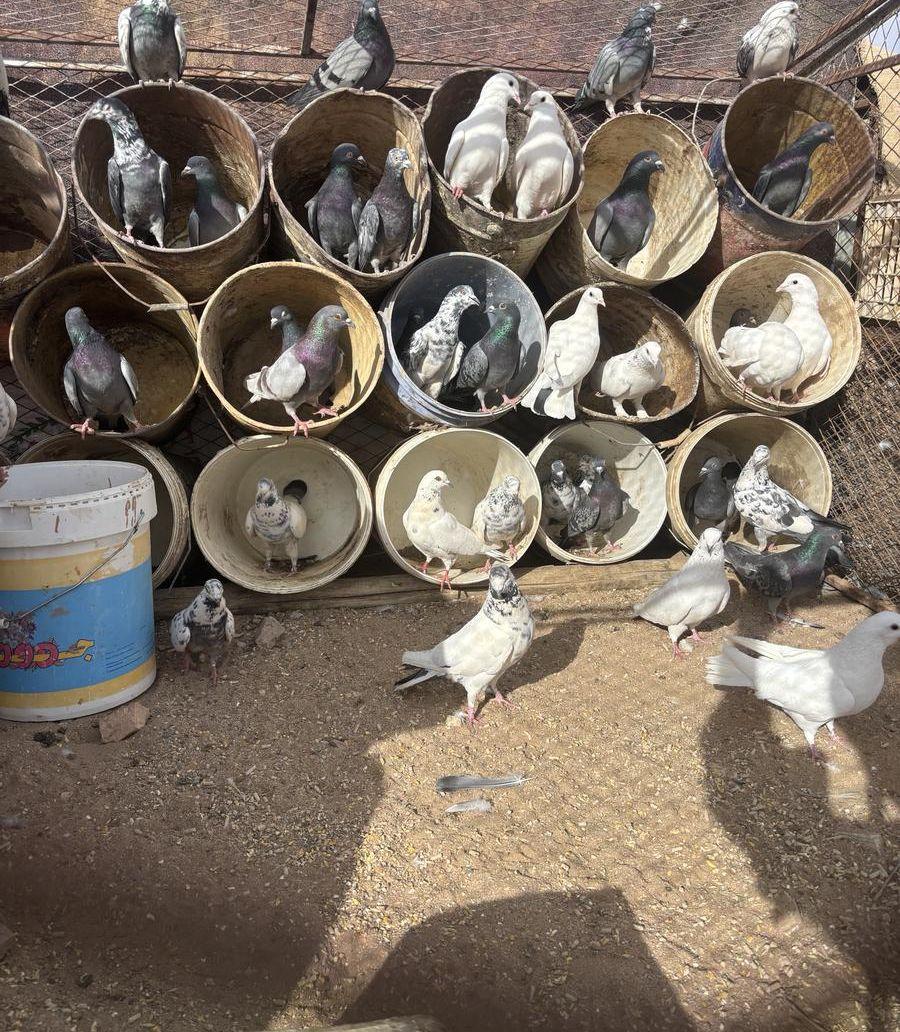 حمام مخلوط عادي