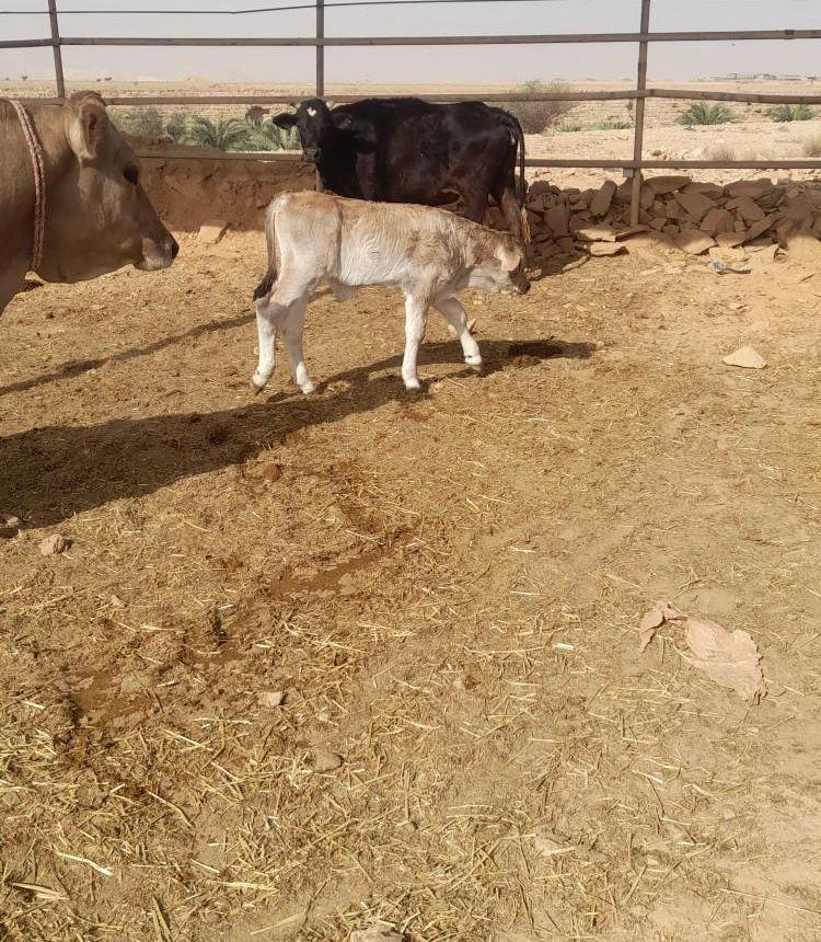بقرة سوسريه براون