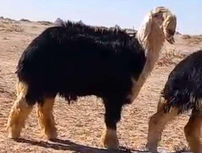 فحول نجد فواخر