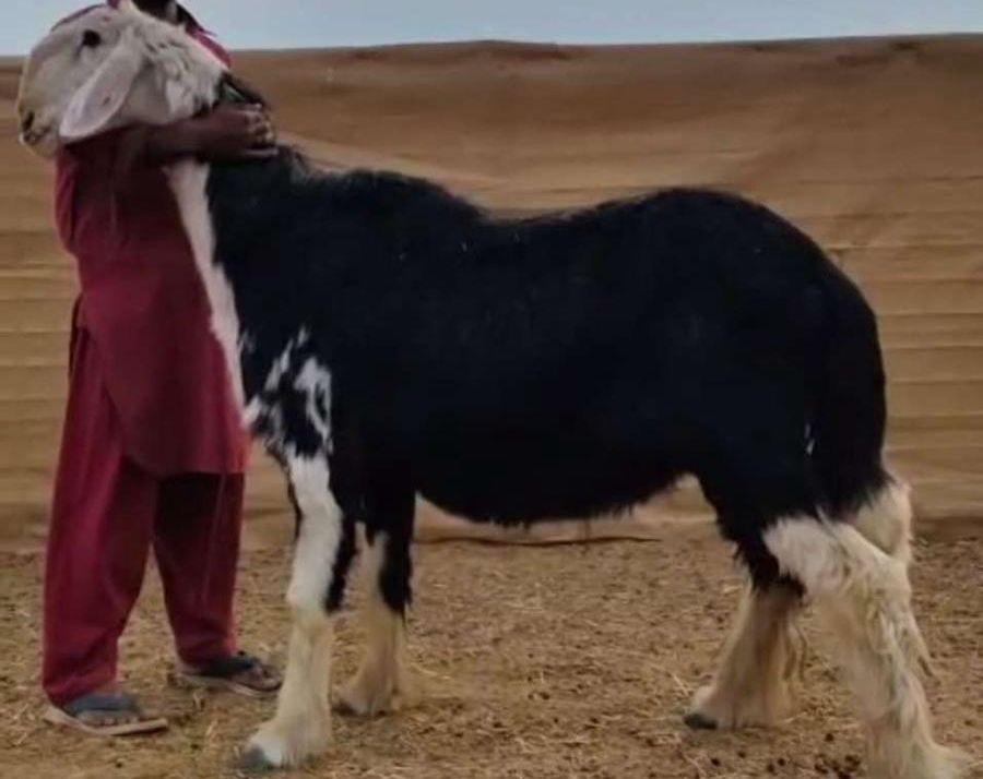 فحول نجد فواخر