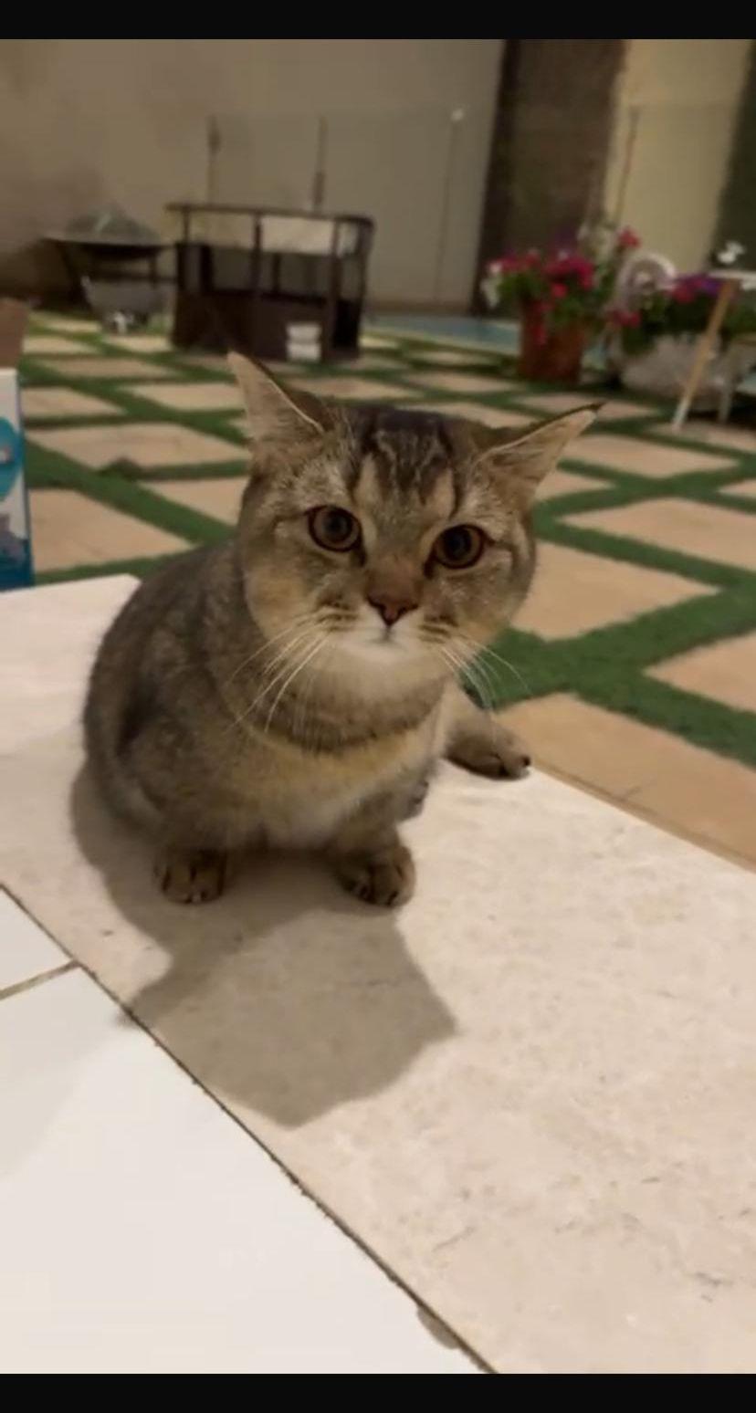 قط سكوتش (منشكن)