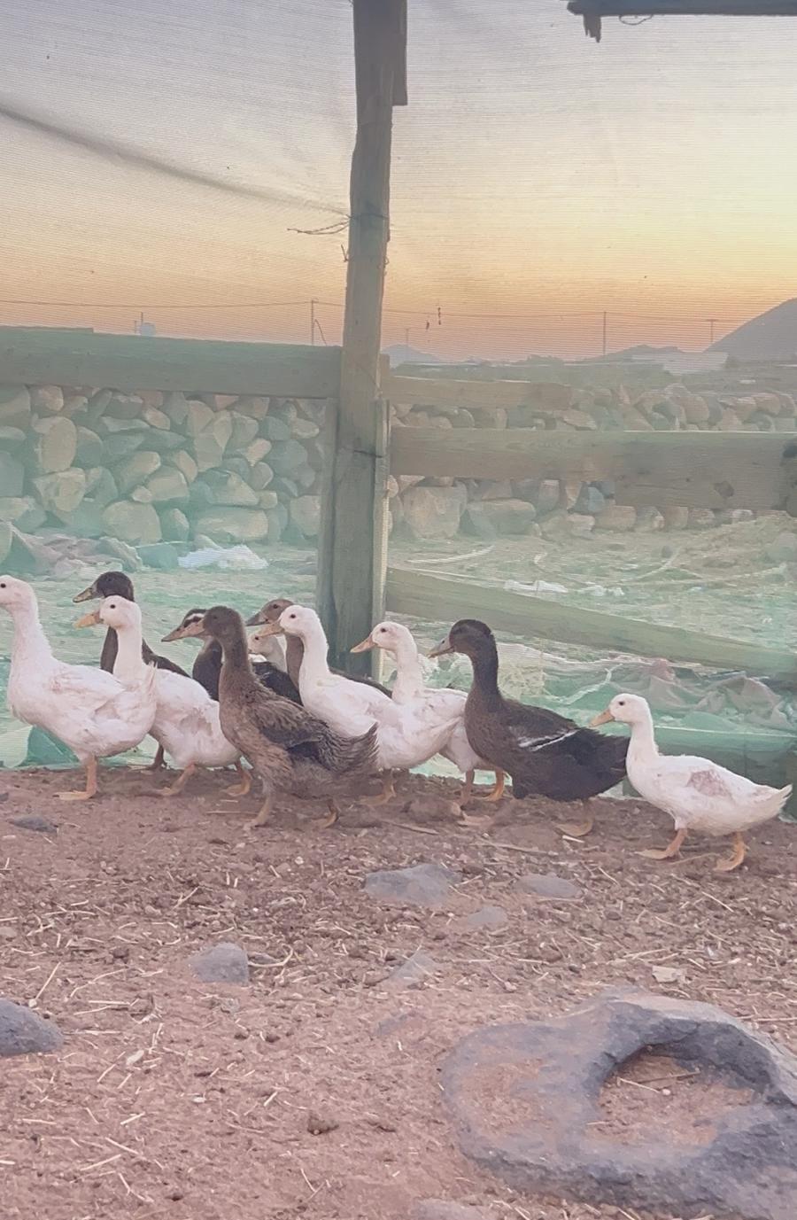 بط بكيني وشرشري