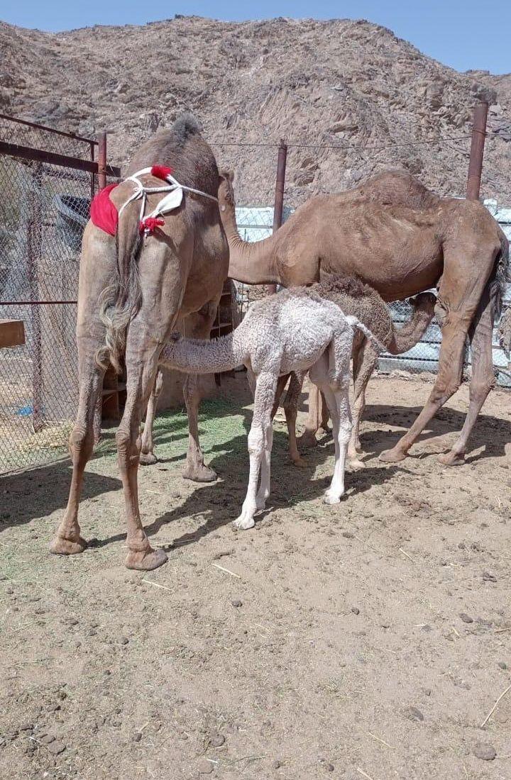 خلفتين ساحليات