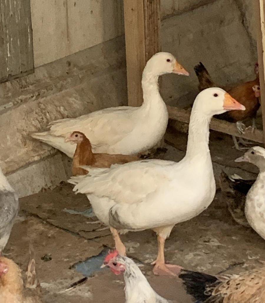 وز روسي للبيع