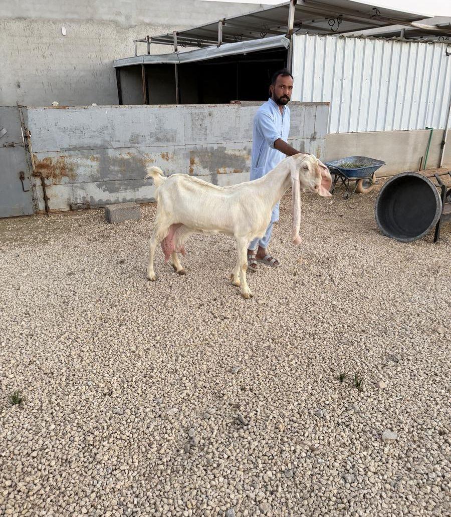عنز خصم من