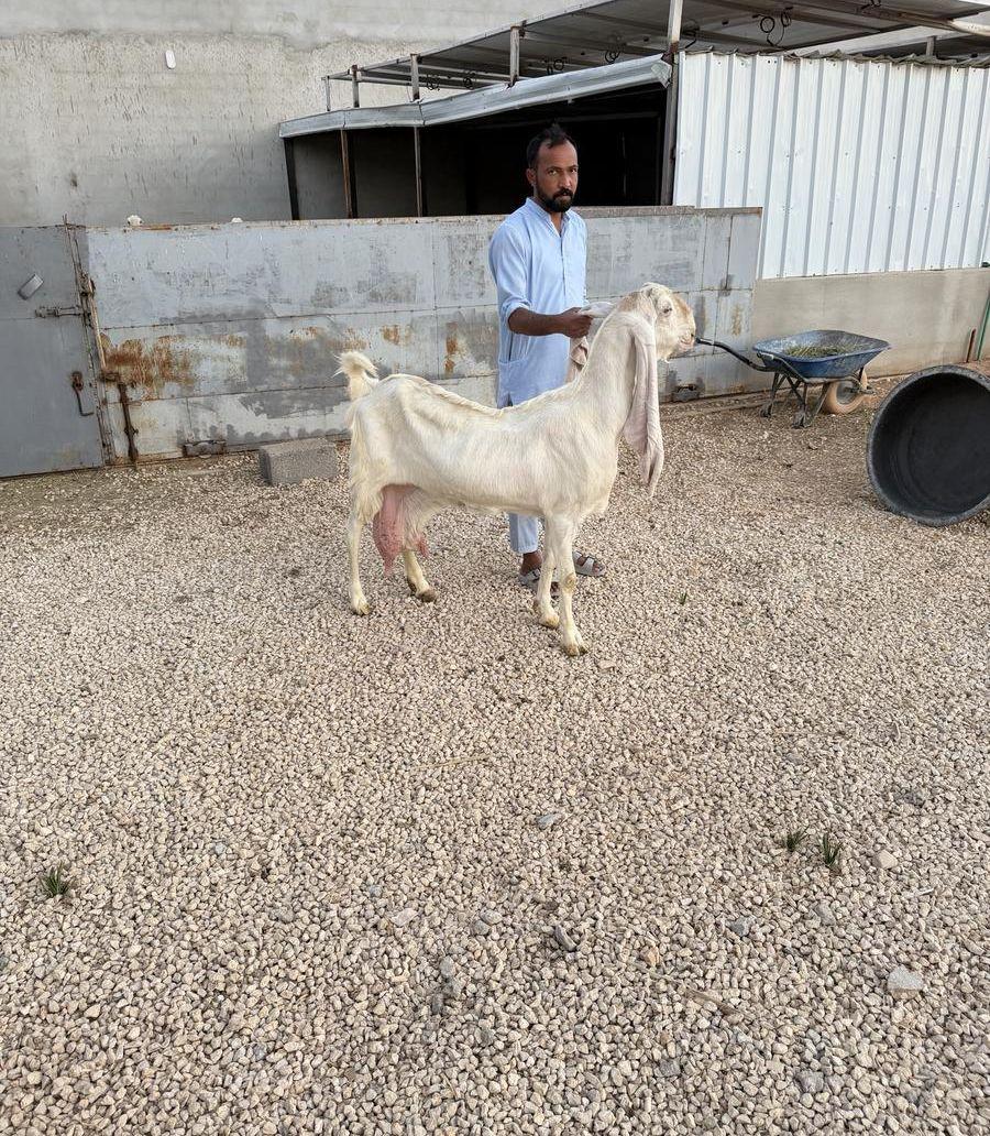 عنز خصم من