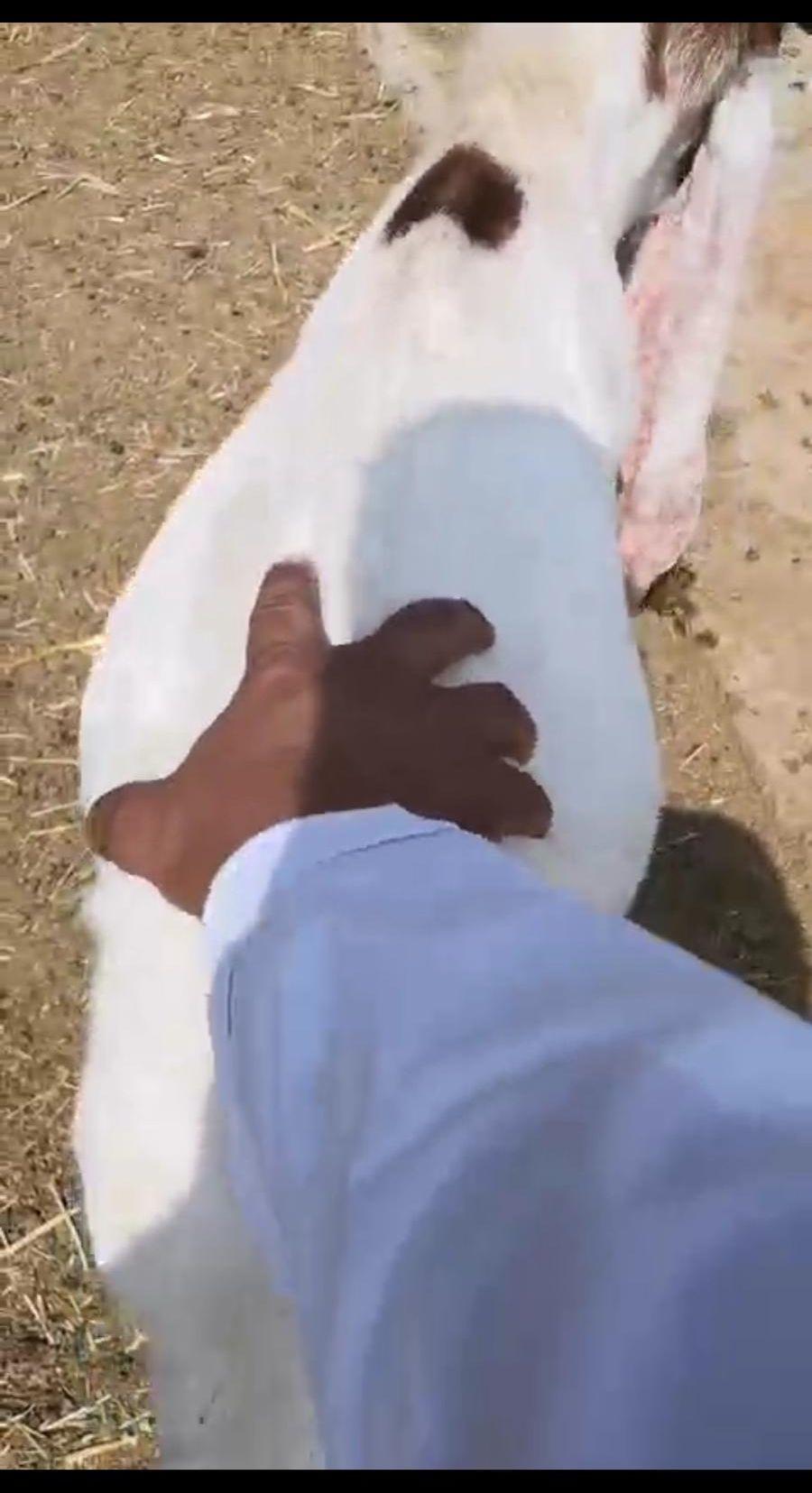 تيس حجازي العمر