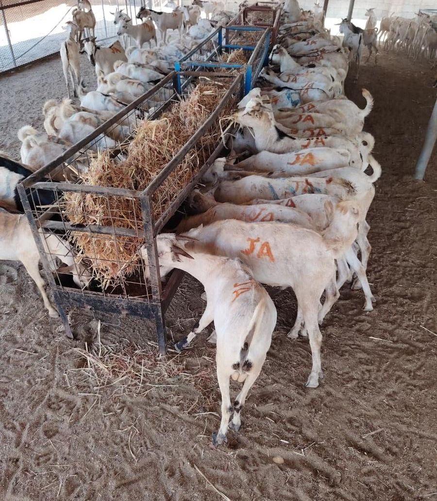 ذبايح تيوس وبرابر