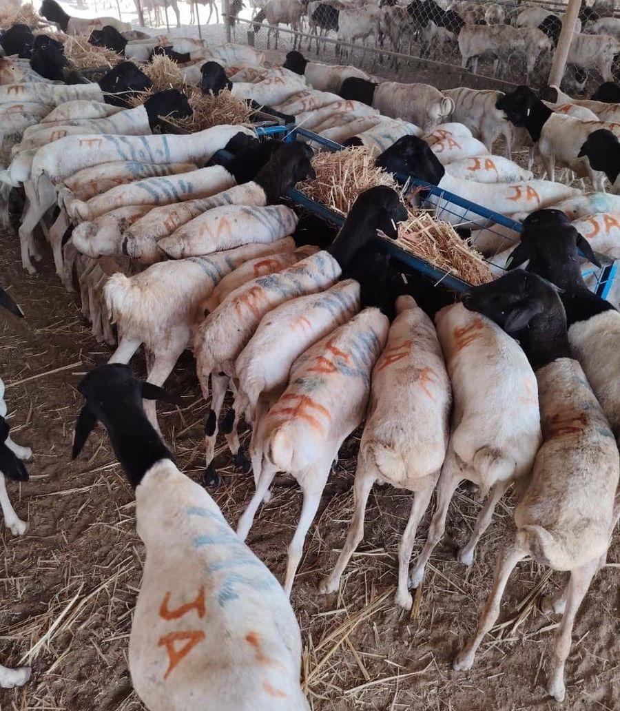 ذبايح تيوس وبرابر