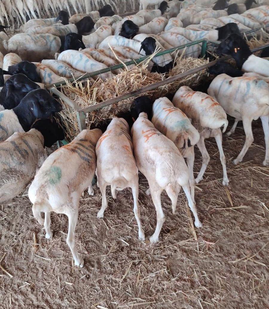 ذبايح تيوس وبرابر