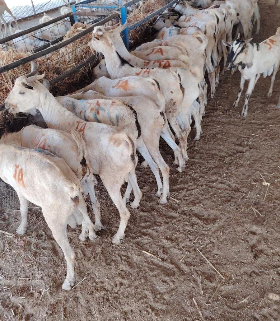ذبايح تيوس وبرابر
