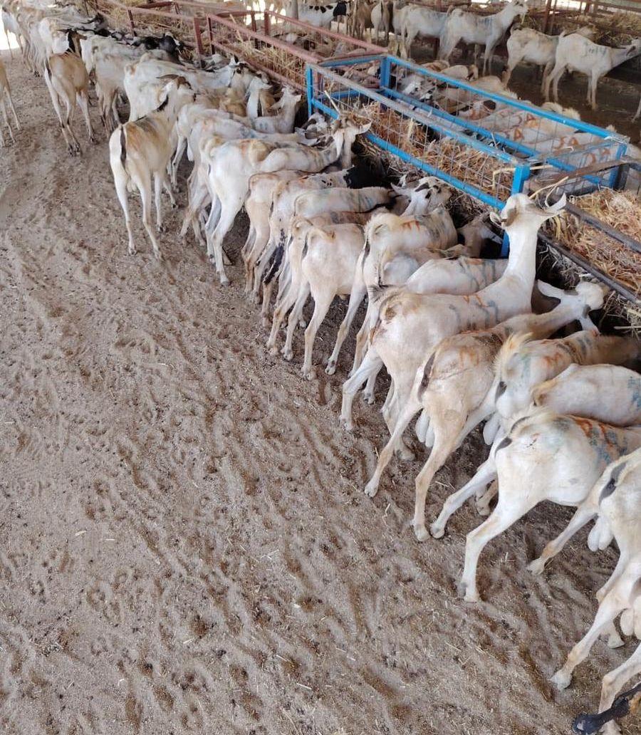 ذبايح تيوس وبرابر