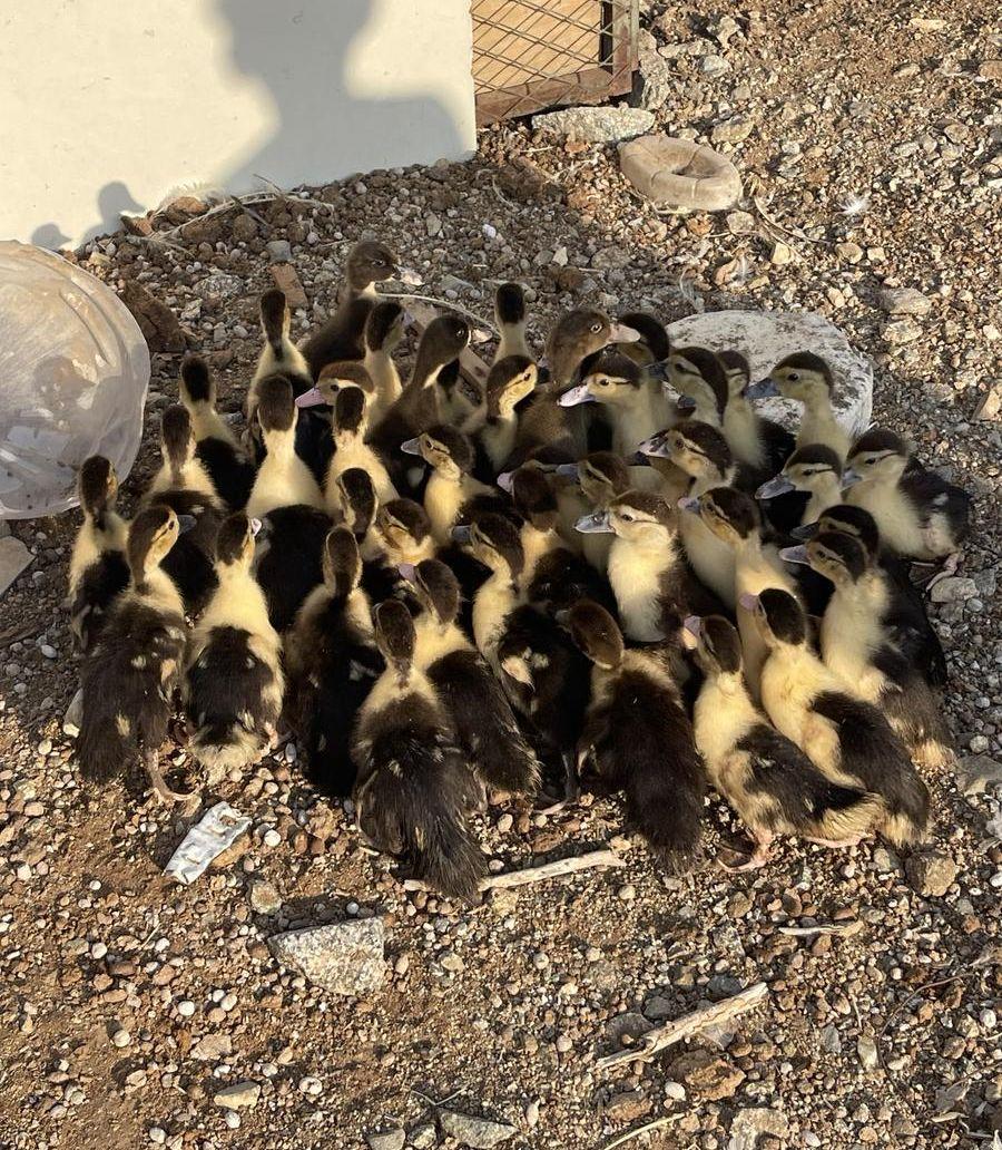 صوص بط