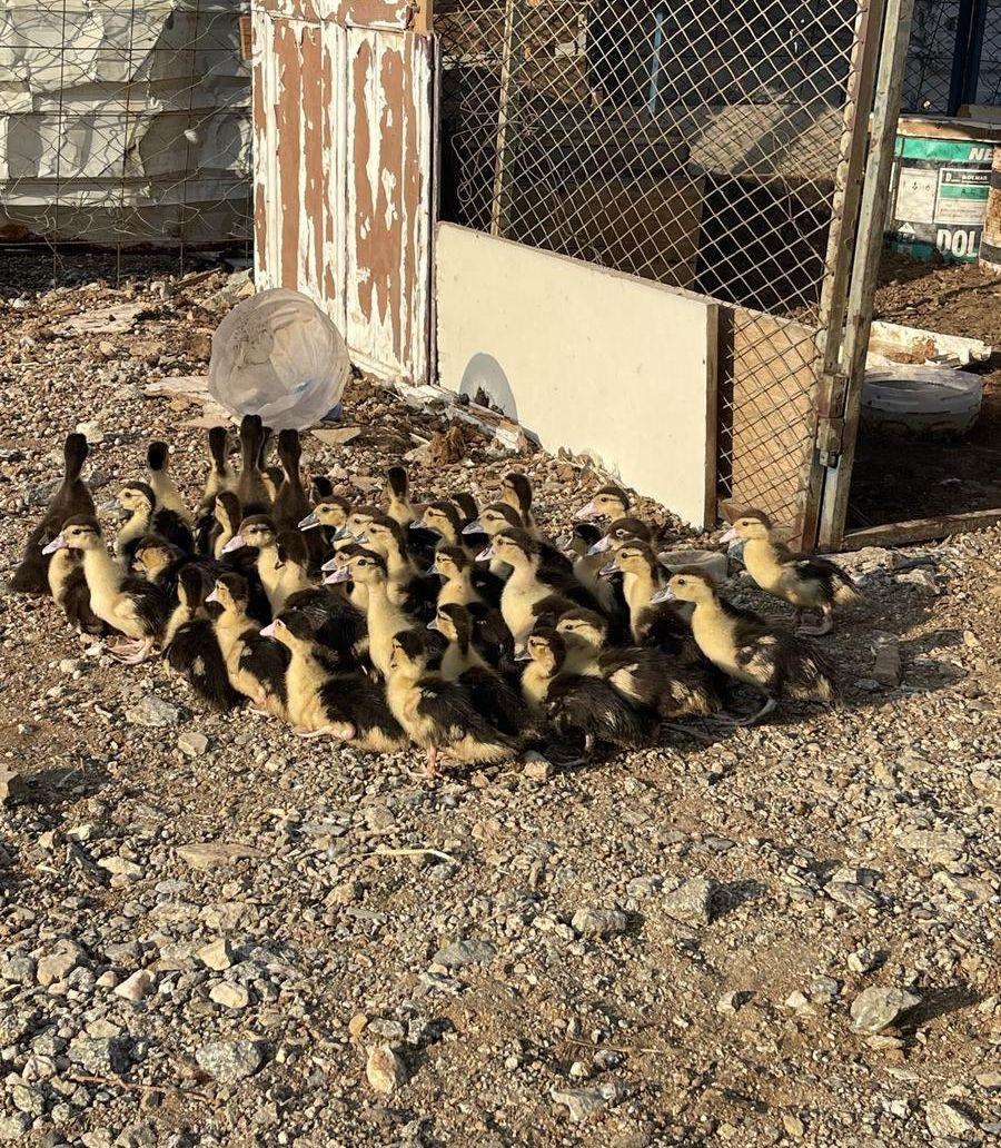صوص بط