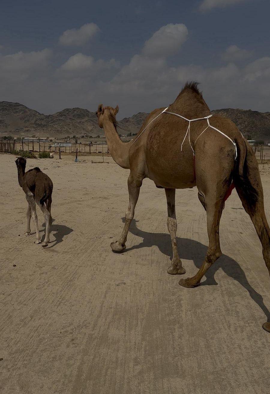 خلفه مصغر هاديه