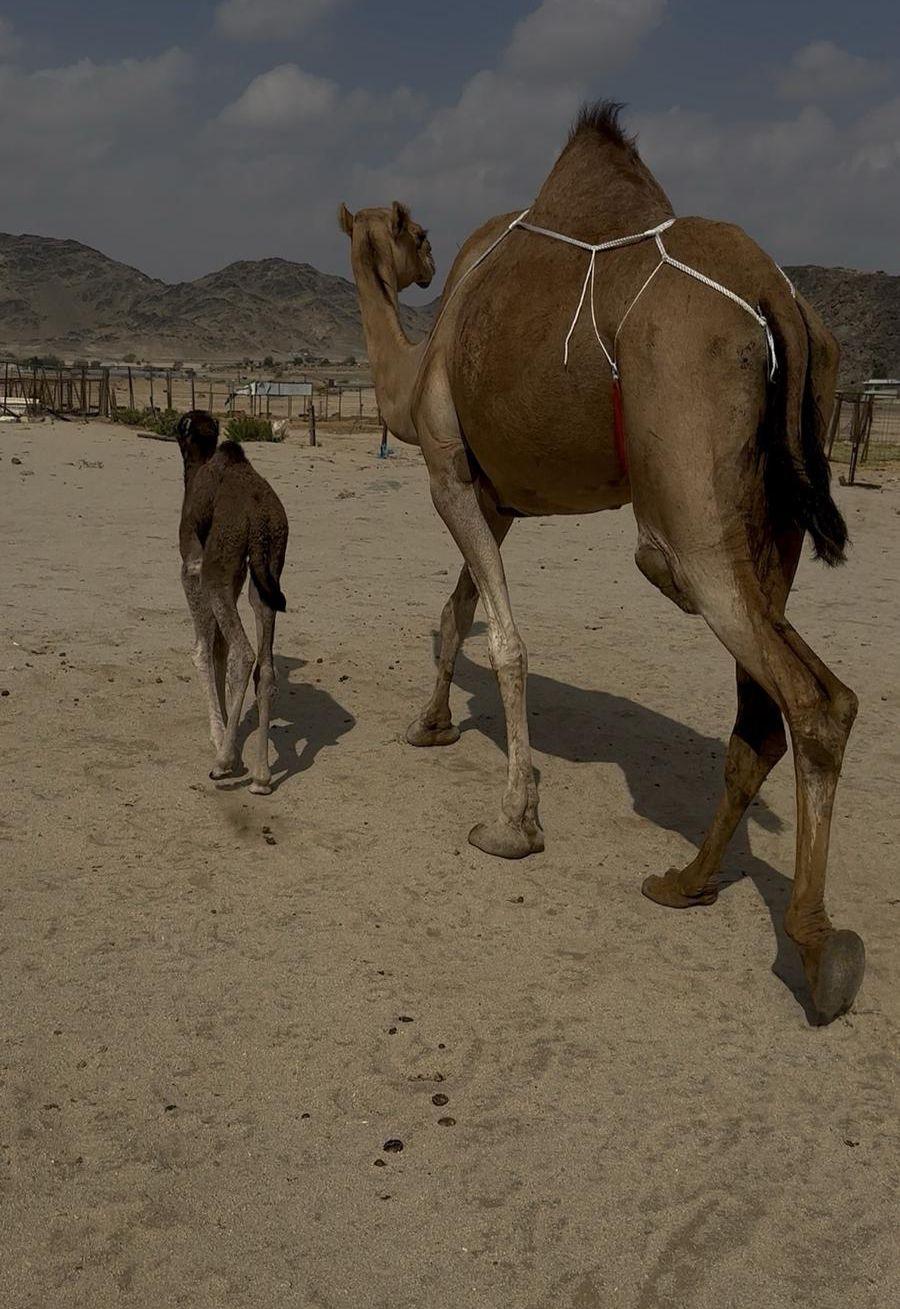 خلفه مصغر هاديه