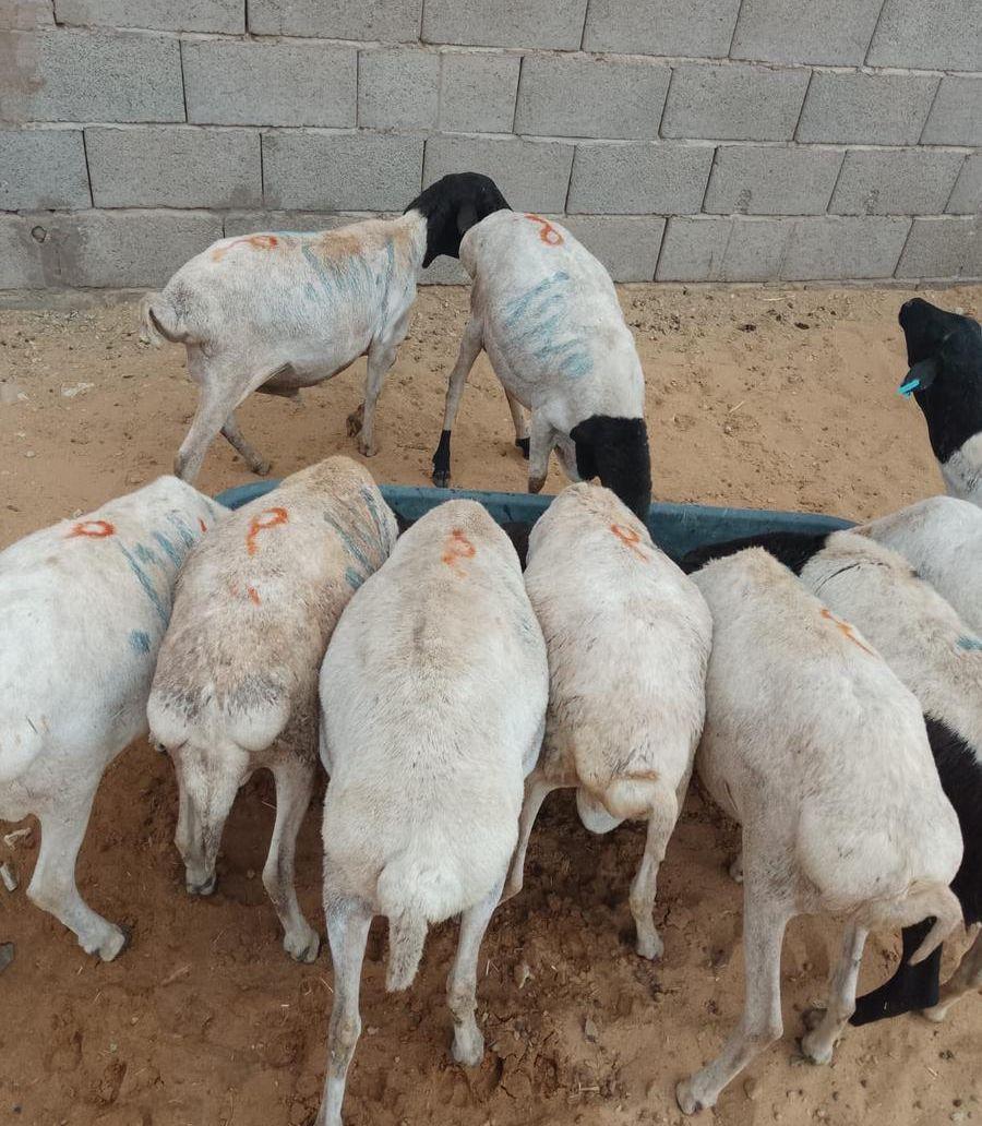 ثنيان و جذعان