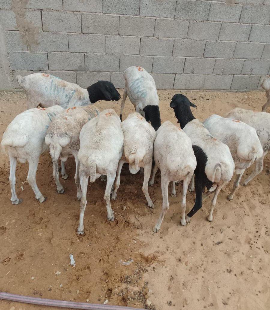 ثنيان و جذعان