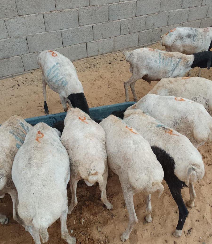 ثنيان و جذعان