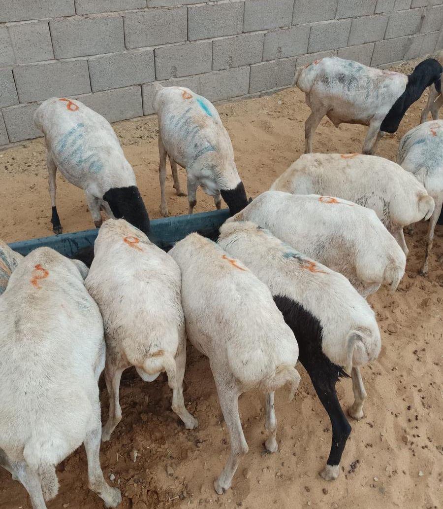 ثنيان و جذعان