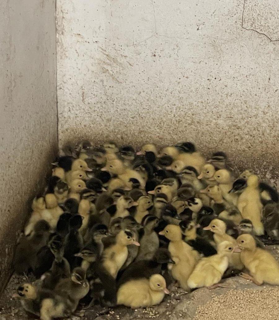 صوص بط بكيني