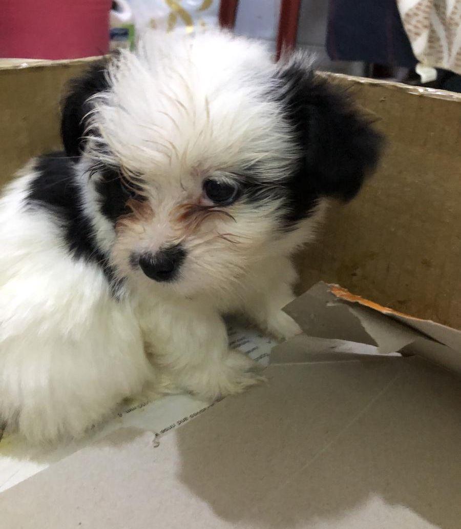 Maltese Puppies